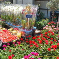 Beautiful flowers and pot plants at Marché Président Wilson 